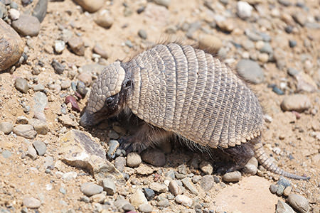 armadillo