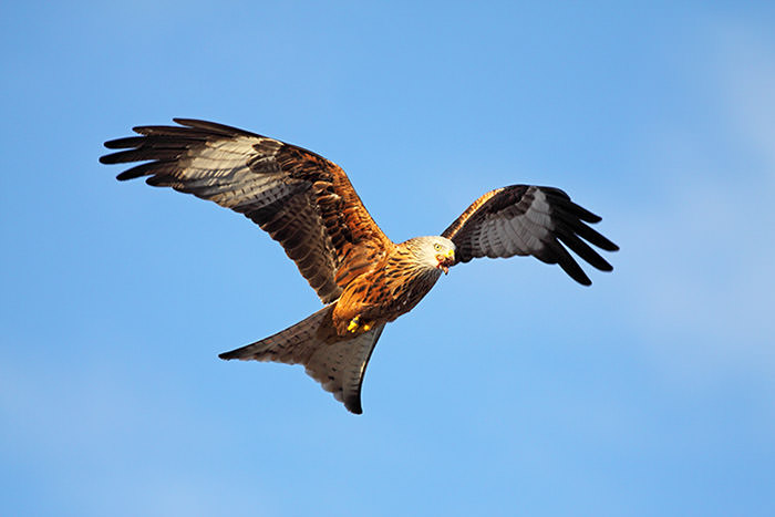 A flying Welsh Red Kite
